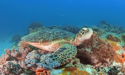 Epifania a Zanzibar